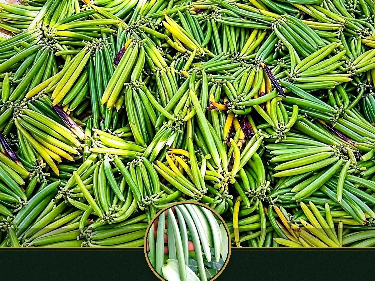 Grade B Vanilla