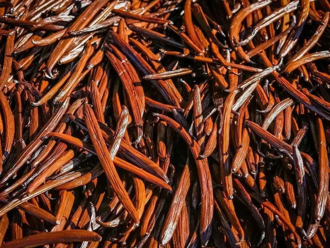 FAQs about Vanilla Export — in action
